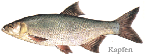 Rapfen